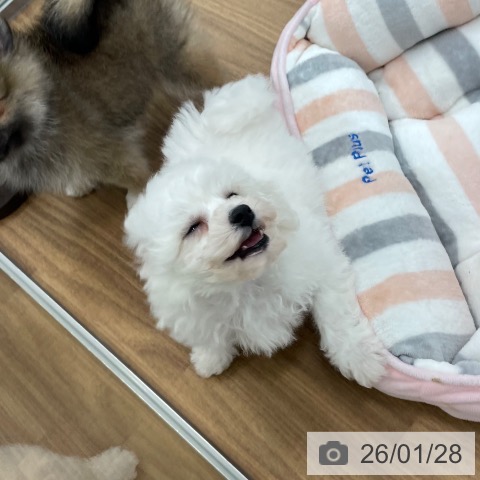 ビション・フリーゼの写真