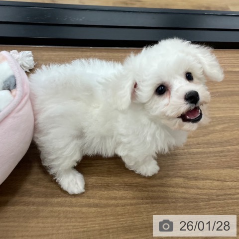 茨城県のビションフリーゼ (ペッツワン つくば店/2025年11月25日生まれ/男の子/ホワイト)の子犬の4枚目の画像