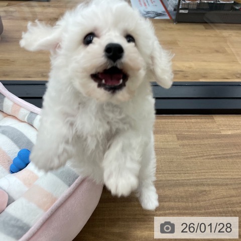 茨城県のビションフリーゼ (ペッツワン つくば店/2025年11月25日生まれ/男の子/ホワイト)の子犬の3枚目の画像