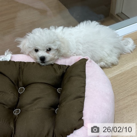 岩手県のビションフリーゼ (ペットプラス 盛岡南店/2025年11月25日生まれ/女の子/ホワイト)の子犬の3枚目の画像