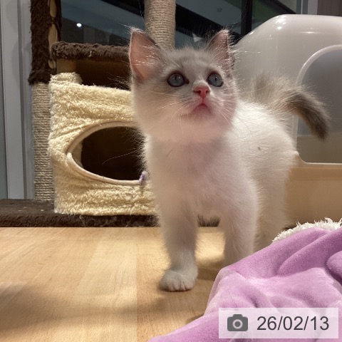 ラグドールの写真