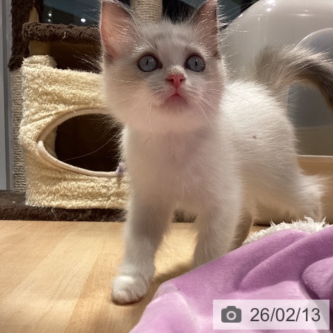 ラグドールの写真