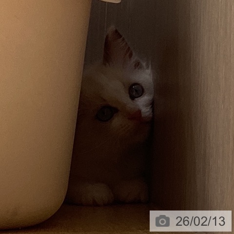 ラグドールの写真