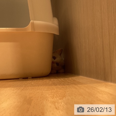 ラグドールの写真