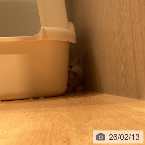 ラグドールの写真