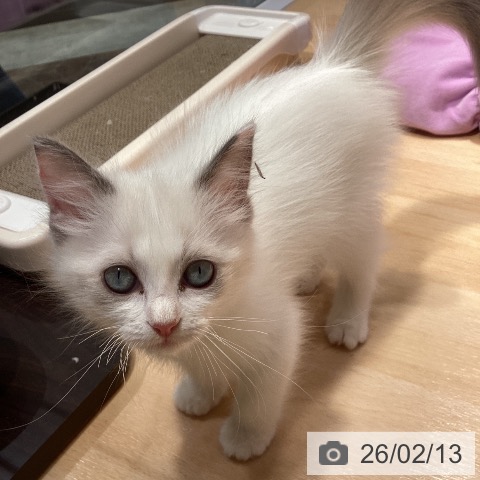 ラグドールの写真