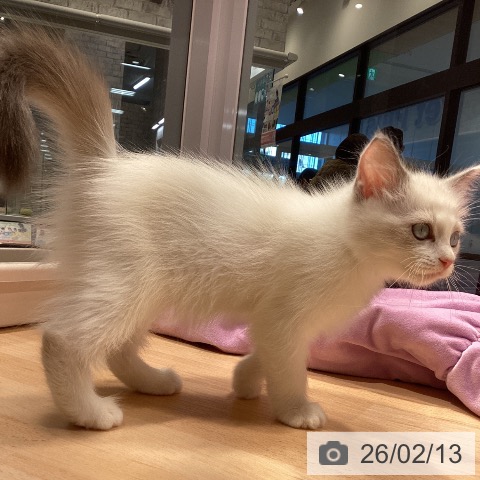 神奈川県のラグドール (ペットプラス 座間店/2025年11月25日生まれ/女の子/ブルーポイントバイカラー)の子猫の4枚目の画像