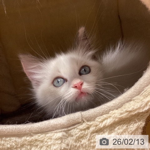 神奈川県のラグドール (ペットプラス 座間店/2025年11月25日生まれ/女の子/ブルーポイントバイカラー)の子猫の3枚目の画像