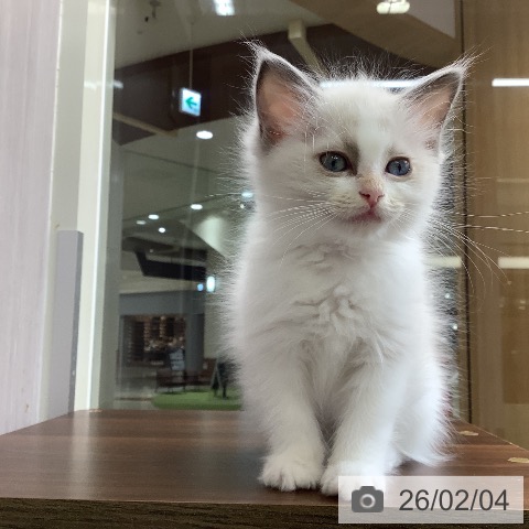 東京都のラグドール (ペットプラス 日の出店/2025年11月25日生まれ/女の子/ブルーポイントバイカラー)の子猫の3枚目の画像