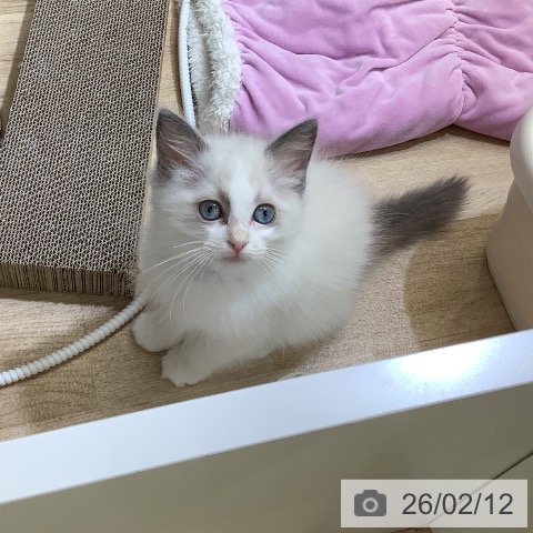 東京都のラグドール (ペットプラス 日の出店/2025年11月25日生まれ/女の子/ブルーポイントバイカラー)の子猫の4枚目の画像