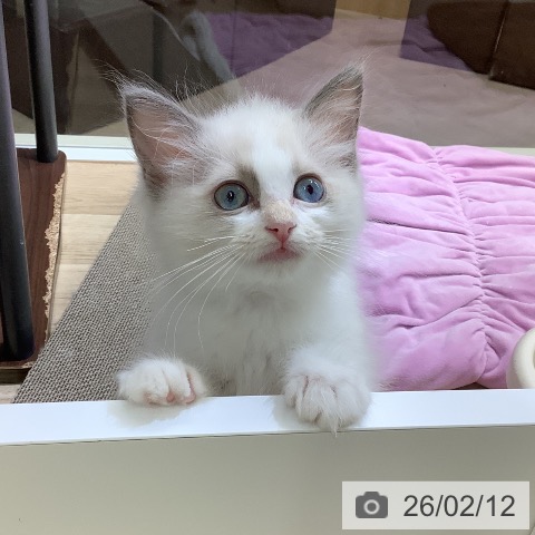 東京都のラグドール (ペットプラス 日の出店/2025年11月25日生まれ/女の子/ブルーポイントバイカラー)の子猫の3枚目の画像