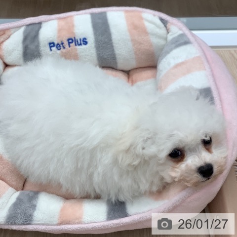 埼玉県のビションフリーゼ (ペットプラス 川口店/2025年11月24日生まれ/男の子/ホワイト)の子犬の3枚目の画像