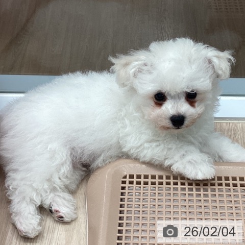 埼玉県のビションフリーゼ (ペットプラス 川口店/2025年11月24日生まれ/男の子/ホワイト)の子犬の3枚目の画像