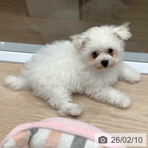 埼玉県のビションフリーゼ (ペットプラス 川口店/2025年11月24日生まれ/男の子/ホワイト)の子犬の4枚目の画像