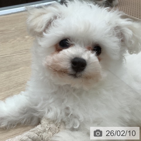 埼玉県のビションフリーゼ (ペットプラス 川口店/2025年11月24日生まれ/男の子/ホワイト)の子犬の3枚目の画像