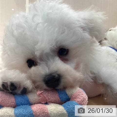 山形県のビションフリーゼ (ペットプラス 天童店/2025年11月24日生まれ/男の子/ホワイト)の子犬の4枚目の画像