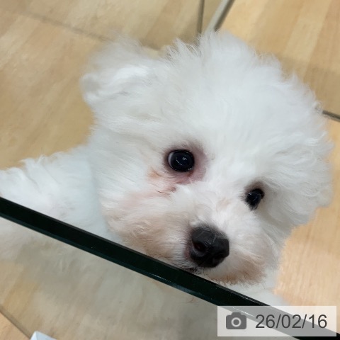 埼玉県のビションフリーゼ (ペットプラス 浦和美園店/2025年11月24日生まれ/男の子/ホワイト)の子犬の4枚目の画像