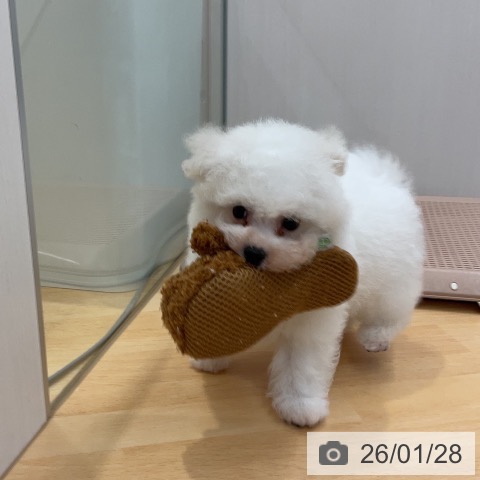 埼玉県のビションフリーゼ (ペットプラス 浦和美園店/2025年11月24日生まれ/男の子/ホワイト)の子犬の3枚目の画像