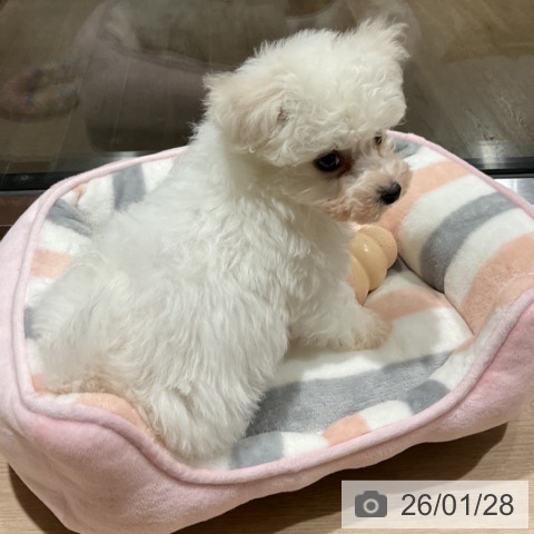 埼玉県のビションフリーゼ (ペットプラス コクーンシティ店/2025年11月24日生まれ/女の子/ホワイト)の子犬の3枚目の画像