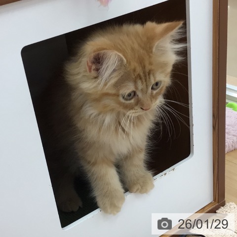 青森県のサイベリアン (ペットプラス 青森浜田店/2025年11月27日生まれ/男の子/レッドタビー)の子猫の4枚目の画像