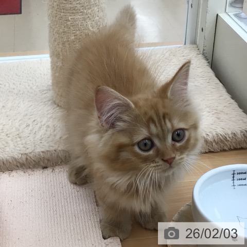 サイベリアンの写真