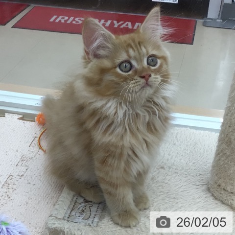 青森県のサイベリアン (ペットプラス 青森浜田店/2025年11月27日生まれ/男の子/レッドタビー)の子猫の4枚目の画像