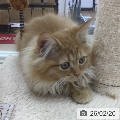 青森県のサイベリアン (ペットプラス 青森浜田店/2025年11月27日生まれ/男の子/レッドタビー)の子猫の4枚目の画像