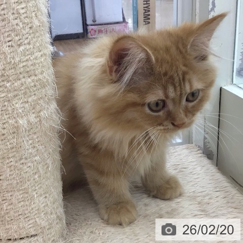 青森県のサイベリアン (ペットプラス 青森浜田店/2025年11月27日生まれ/男の子/レッドタビー)の子猫の3枚目の画像