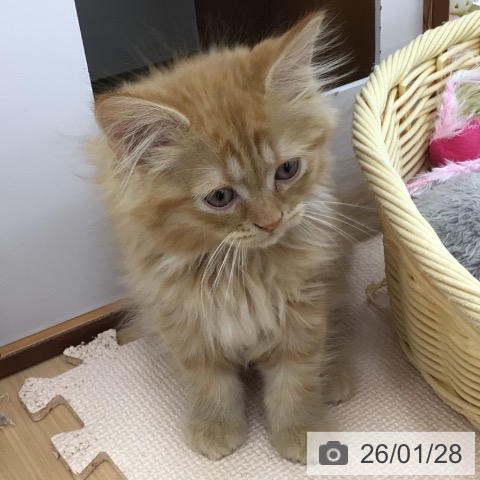 青森県のサイベリアン (ペットプラス 青森浜田店/2025年11月27日生まれ/男の子/レッドタビー)の子猫の4枚目の画像