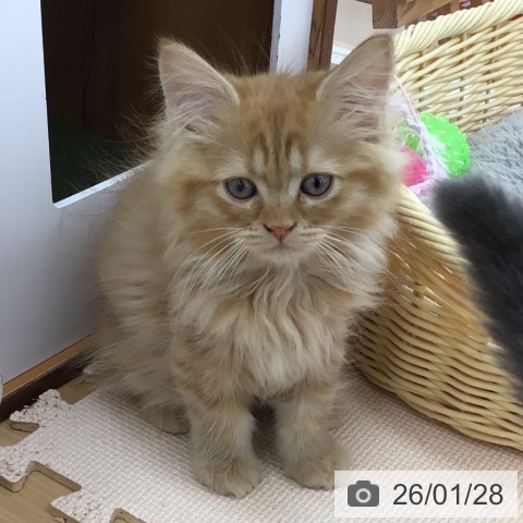 青森県のサイベリアン (ペットプラス 青森浜田店/2025年11月27日生まれ/男の子/レッドタビー)の子猫の3枚目の画像