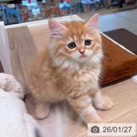 神奈川県のサイベリアン (ペットプラス ゆめが丘ソラトス店/2025年11月27日生まれ/男の子/レッドタビー)の子猫の3枚目の画像