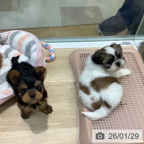 埼玉県のヨークシャーテリア (ペットプラス ららぽーと新三郷店/2025年11月22日生まれ/男の子/スチールブルータン)の子犬の3枚目の画像