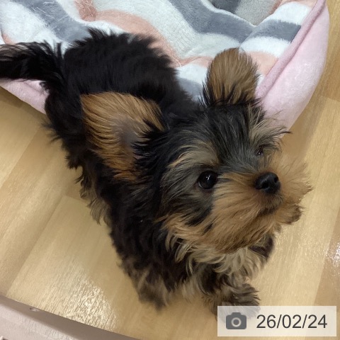 長野県のヨークシャーテリア (ペットプラス 松本店/2025年11月22日生まれ/男の子/スチールブルータン)の子犬の3枚目の画像