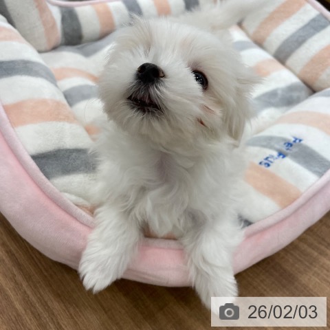 マルチーズの写真