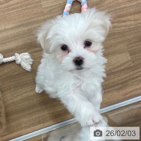 マルチーズの写真