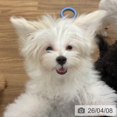 マルチーズの写真