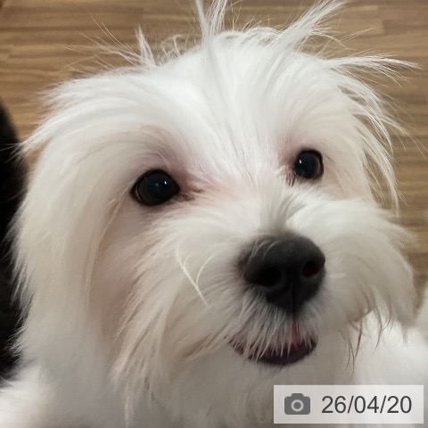 マルチーズの写真