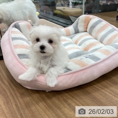 マルチーズの写真