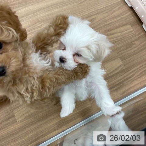 茨城県のマルチーズ (ペッツワン つくば店/2025年11月27日生まれ/男の子/ホワイト)の子犬の3枚目の画像
