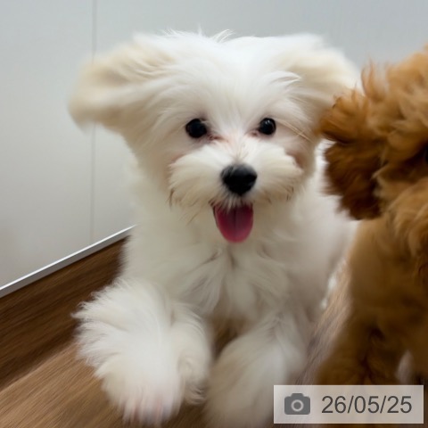 茨城県のマルチーズ (ペッツワン つくば店/2025年11月27日生まれ/男の子/ホワイト)の子犬の4枚目の画像