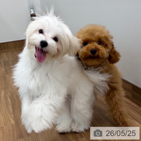 茨城県のマルチーズ (ペッツワン つくば店/2025年11月27日生まれ/男の子/ホワイト)の子犬の3枚目の画像