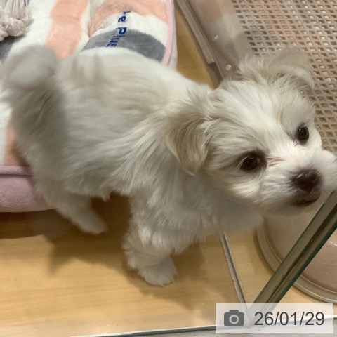 山梨県のマルチーズ (ペットプラス 甲府昭和店/2025年11月27日生まれ/女の子/ホワイト)の子犬の4枚目の画像