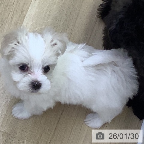 山梨県のマルチーズ (ペットプラス 甲府昭和店/2025年11月27日生まれ/女の子/ホワイト)の子犬の3枚目の画像