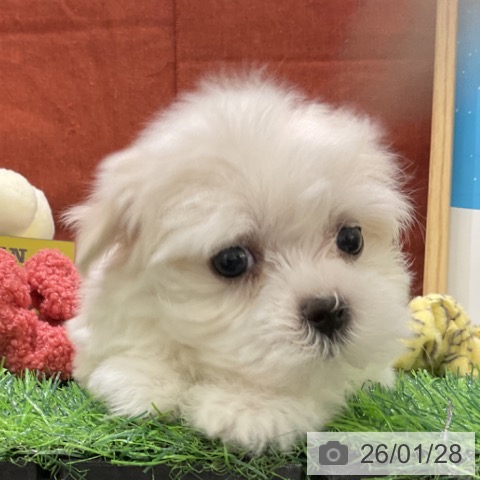 千葉県のマルチーズ (ペットプラス コトエ流山おおたかの森店/2025年11月27日生まれ/女の子/ホワイト)の子犬の3枚目の画像