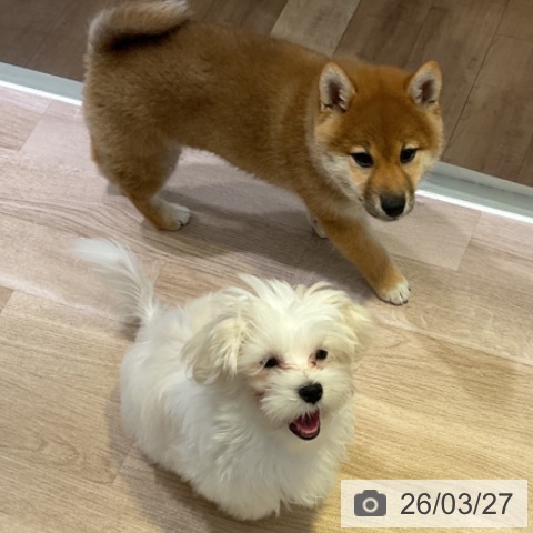 マルチーズの写真