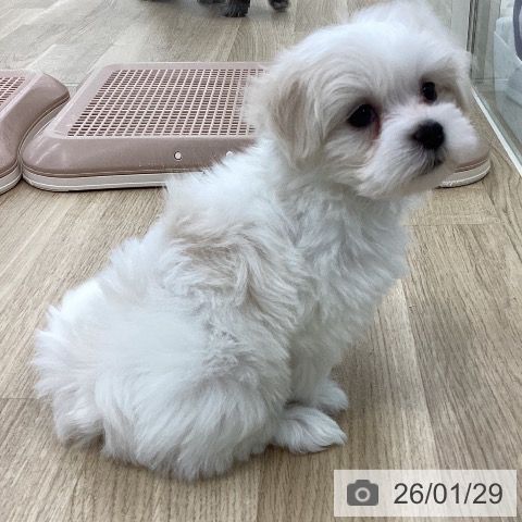 山梨県のマルチーズ (ペットプラス 甲府国母店/2025年11月27日生まれ/女の子/ホワイト)の子犬の4枚目の画像