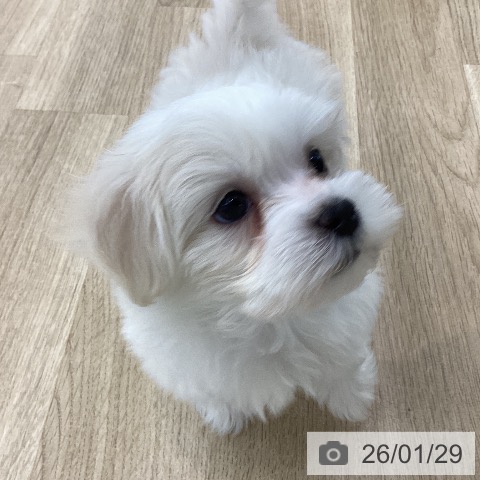 山梨県のマルチーズ (ペットプラス 甲府国母店/2025年11月27日生まれ/女の子/ホワイト)の子犬の3枚目の画像