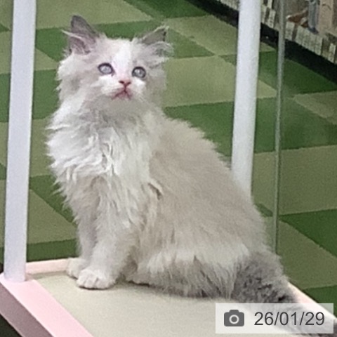 ラグドールの写真