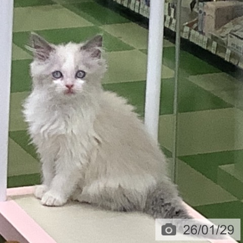 ラグドールの写真