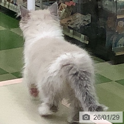 山梨県のラグドール (ペットプラス 甲府昭和店/2025年11月14日生まれ/女の子/ブルーポイントバイカラー)の子猫の4枚目の画像